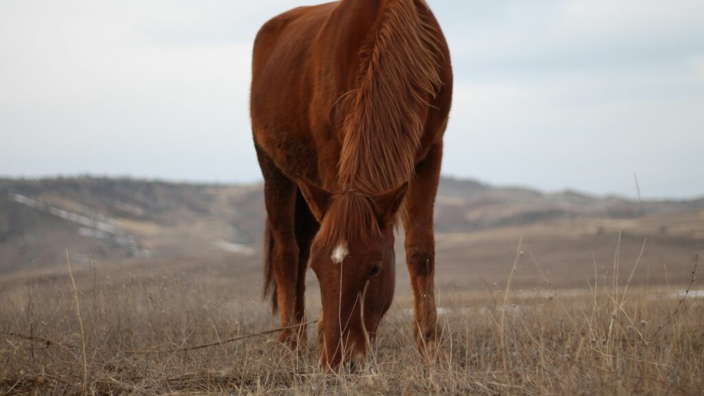 brown horse on brown grass field during daytime