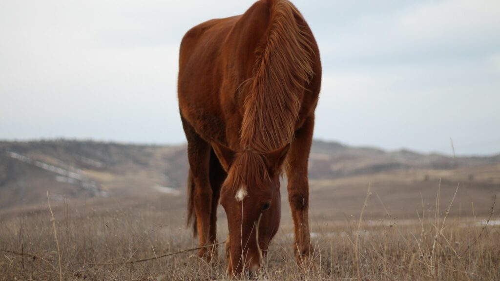 a brown horse eating grass