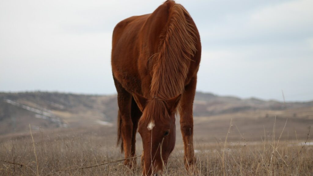 brown horse on brown grass field during daytime