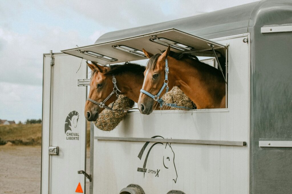 Shallow focus photo of brown horses
