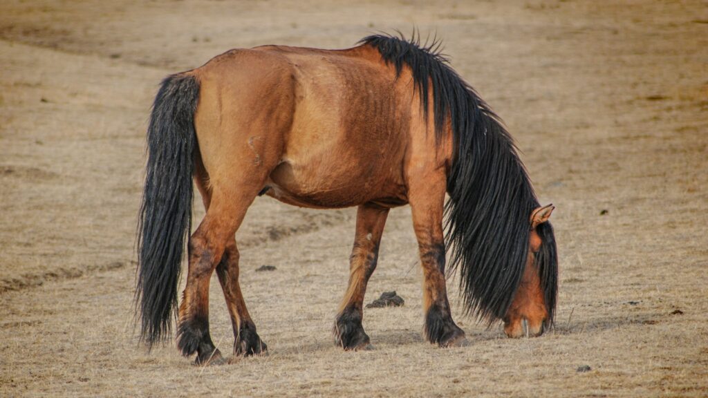 a brown and black horse grazing on dry grass