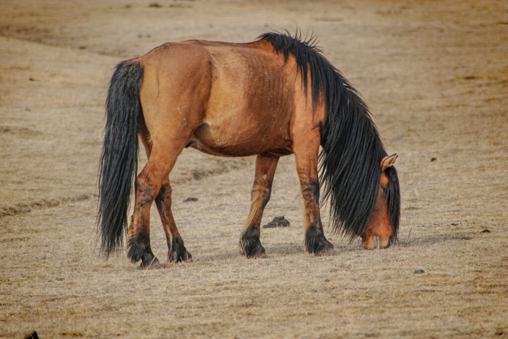 A brown horse grazing on dry grass