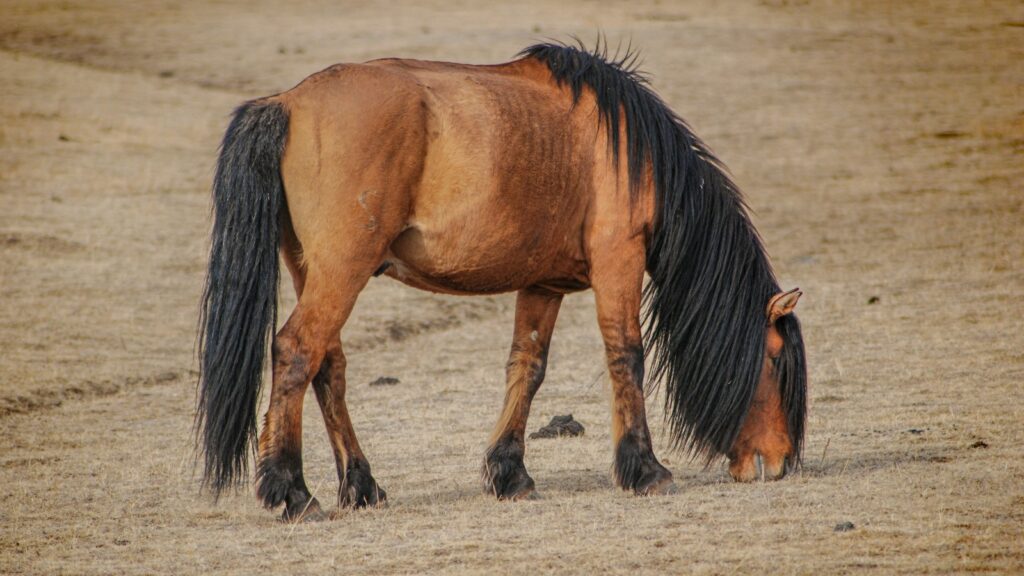 a brown and black horse grazing on dry grass