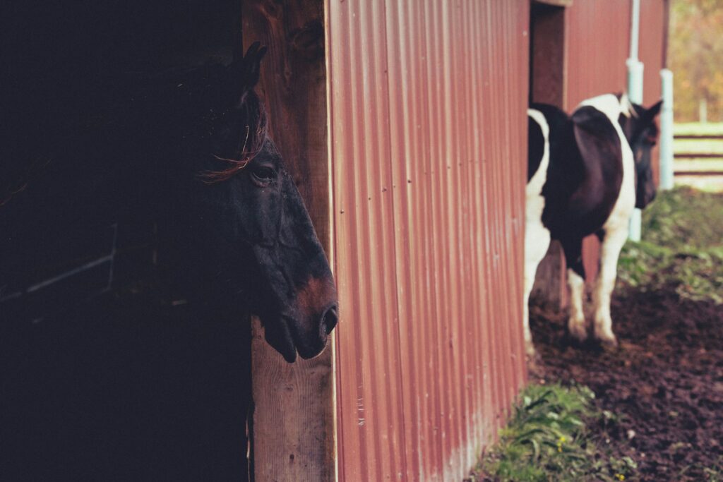 Black horse eating grass beside brown wooden fence during daytime