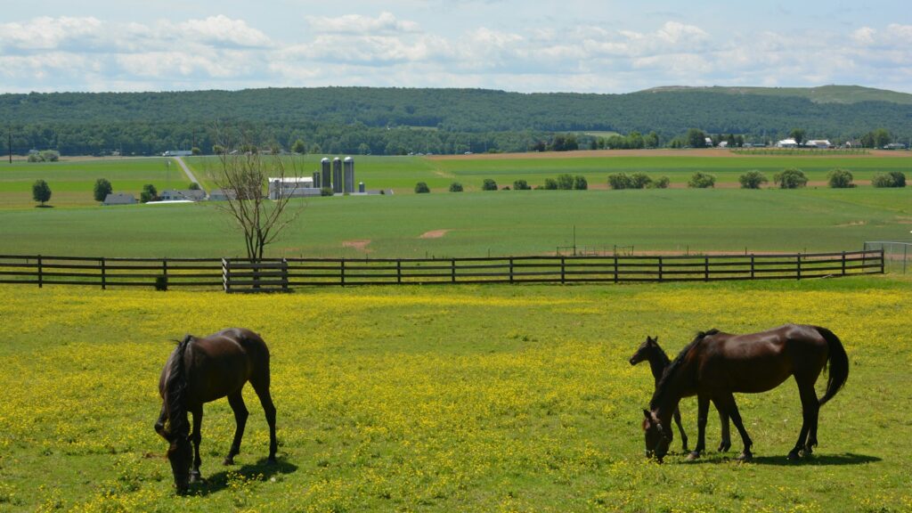 brown horse eating grass on green grass field during daytime