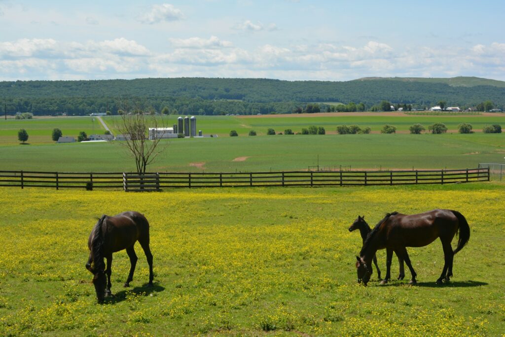 Brown horses eating grass on green grass field during daytime