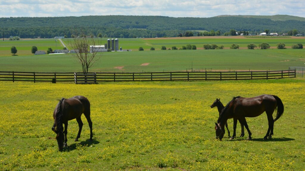 brown horse eating grass on green grass field during daytime