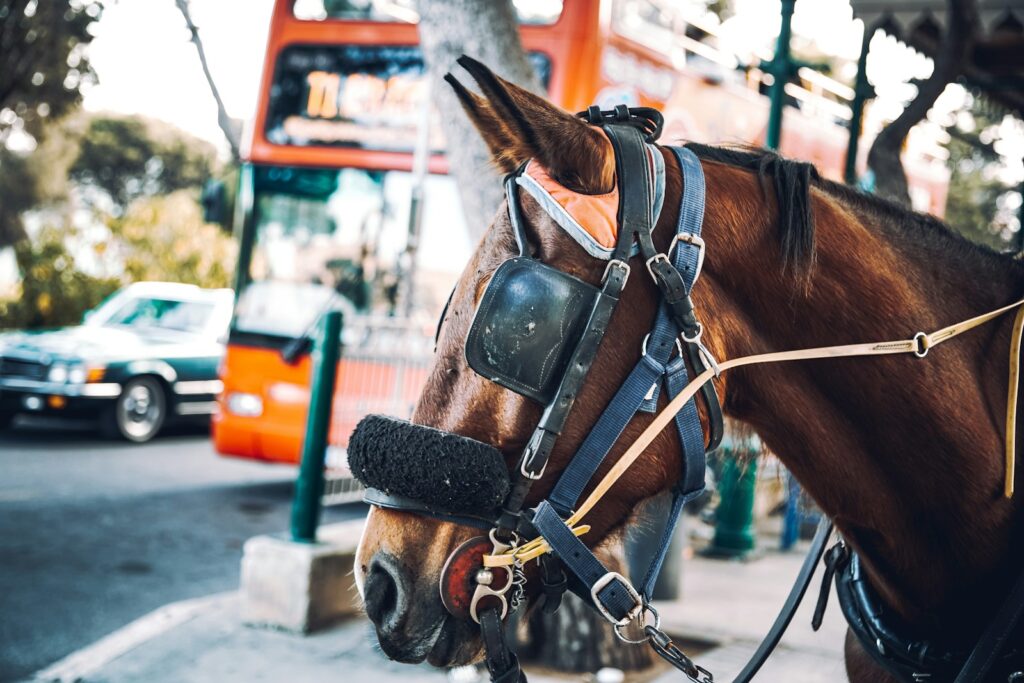 A horse with a saddle on a street