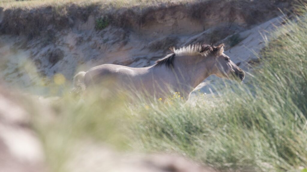 beige horse near grasses during daytime