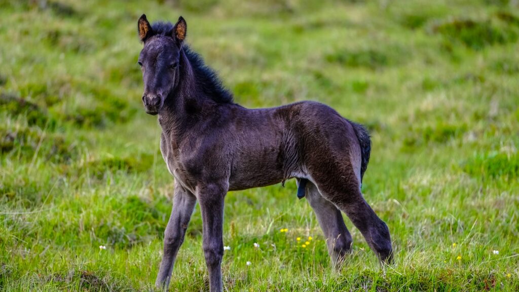 a black donkey