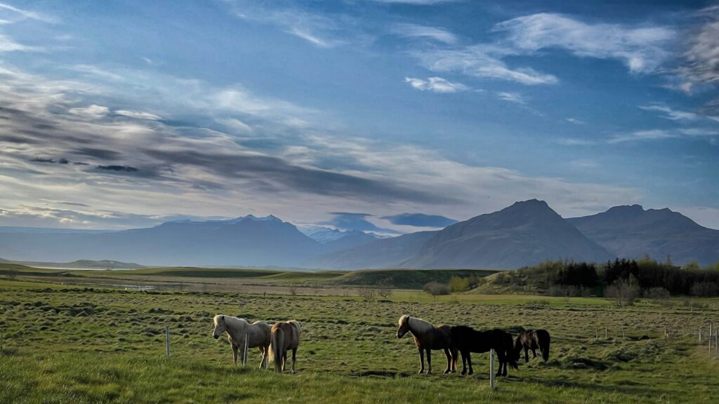 a herd of horses standing on top of a lush green field