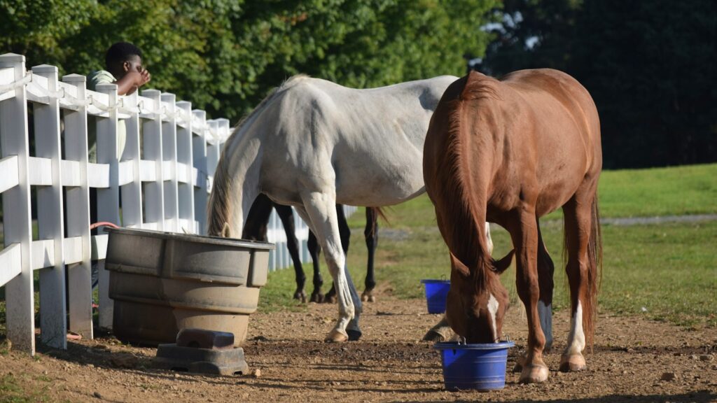 A couple of horses standing next to a white fence