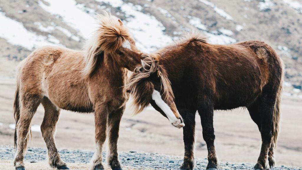 two brown horses on field