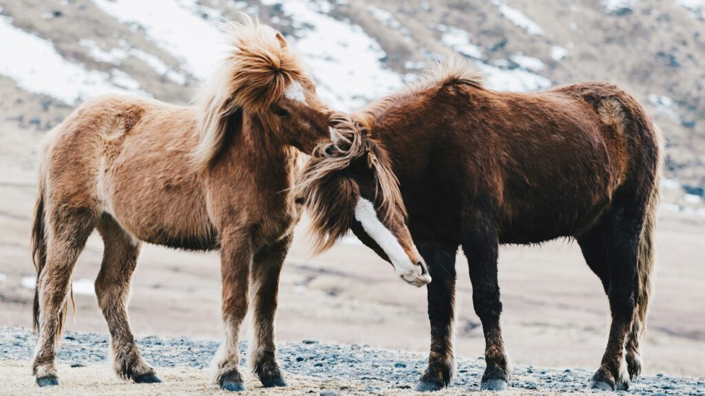 two brown horses on field