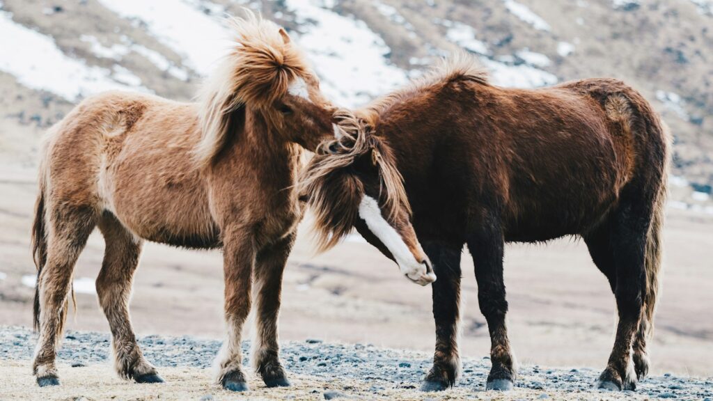 Two brown horses in the field