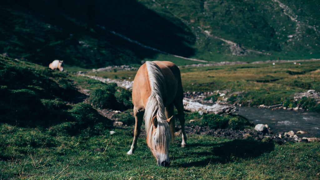 Brown horse on green grass field during daytime