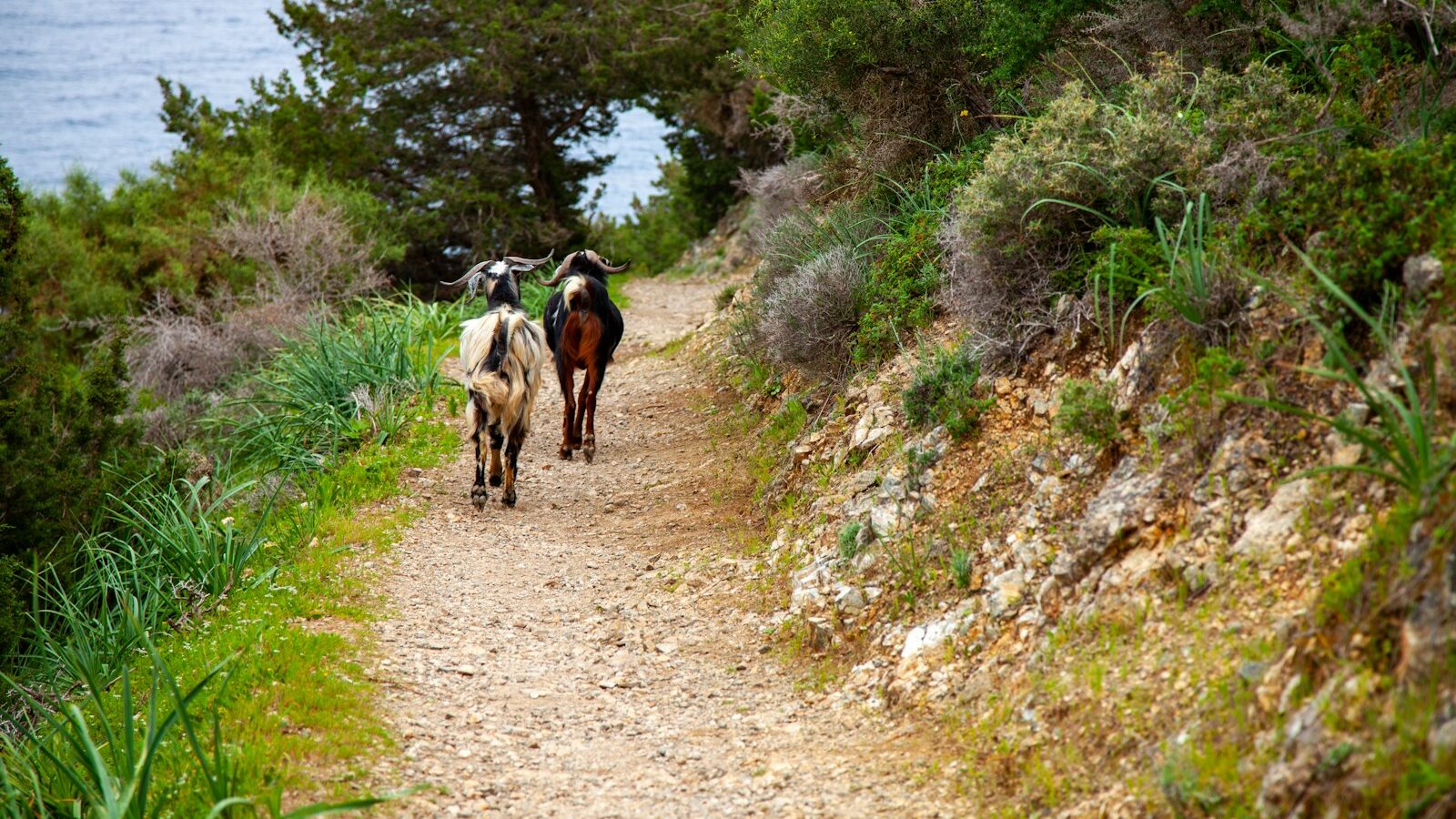 a couple of horses walking down a dirt road