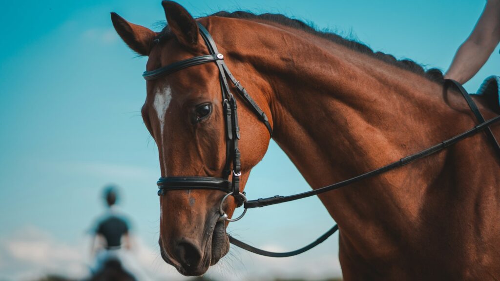 a close up of a person riding a horse