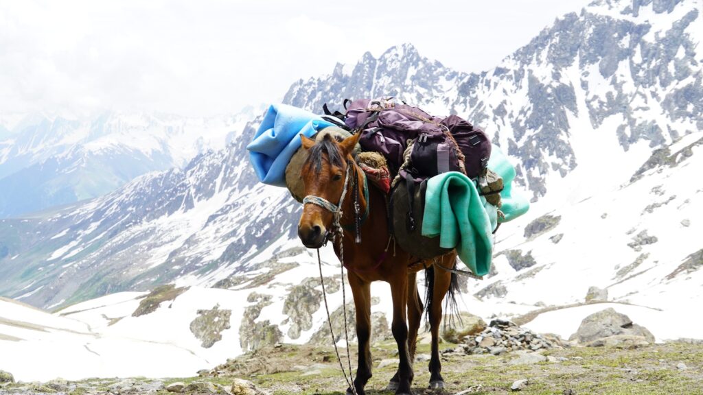 a brown horse standing on top of a snow covered mountain