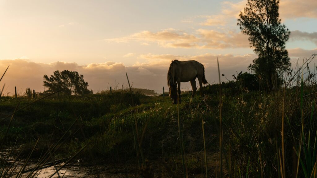 A horse grazes at sunset near water.
