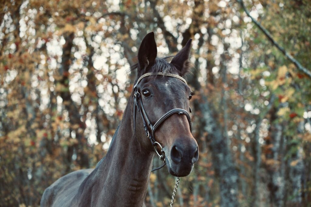 A brown horse with a bridle on standing in a wooded area