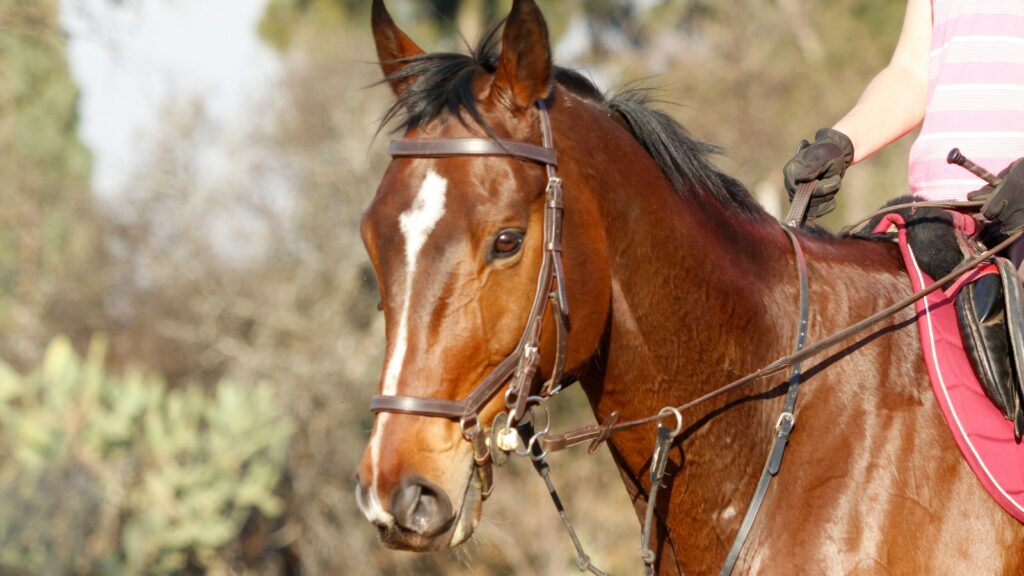 a woman riding on the back of a brown horse