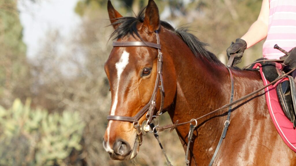 a woman riding on the back of a brown horse