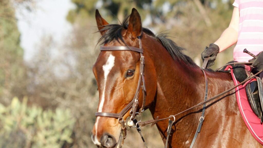 a woman riding on the back of a brown horse