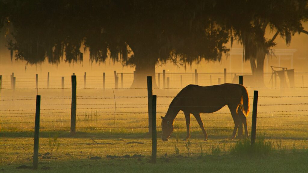 brown horse eating grass on field