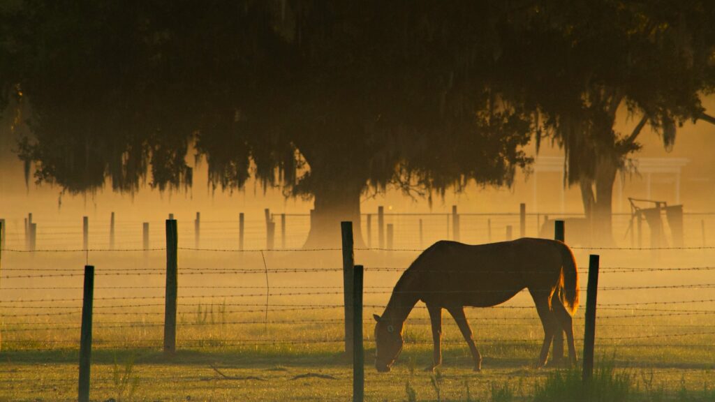brown horse eating grass on field