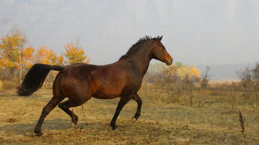 a horse running in a field