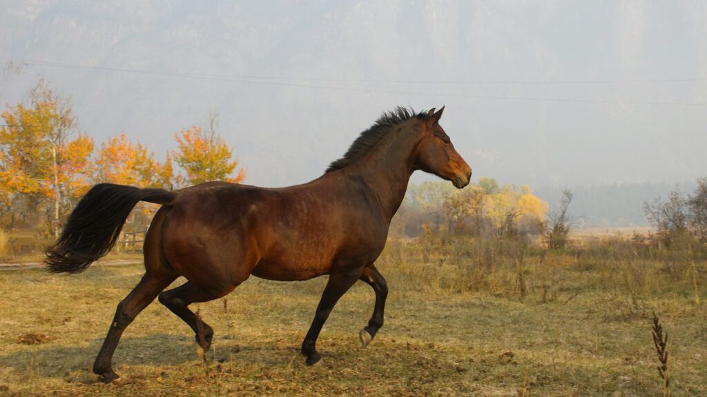 a horse running in a field