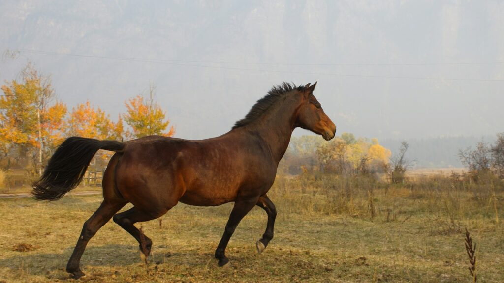 a horse running in a field