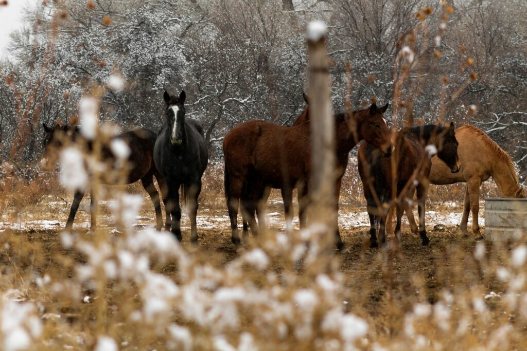A group of horses standing in a snowy field