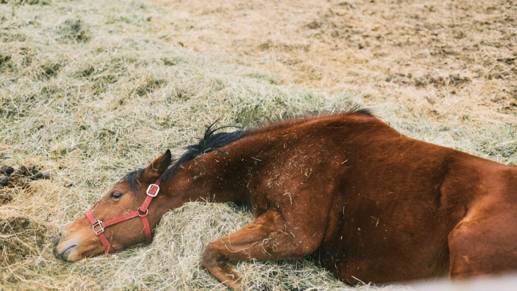 brown horse lying on green grass