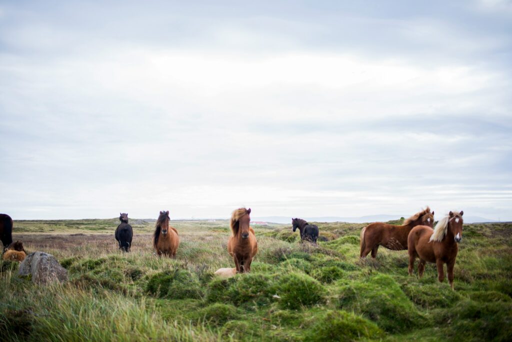 Herd of horse on green grass