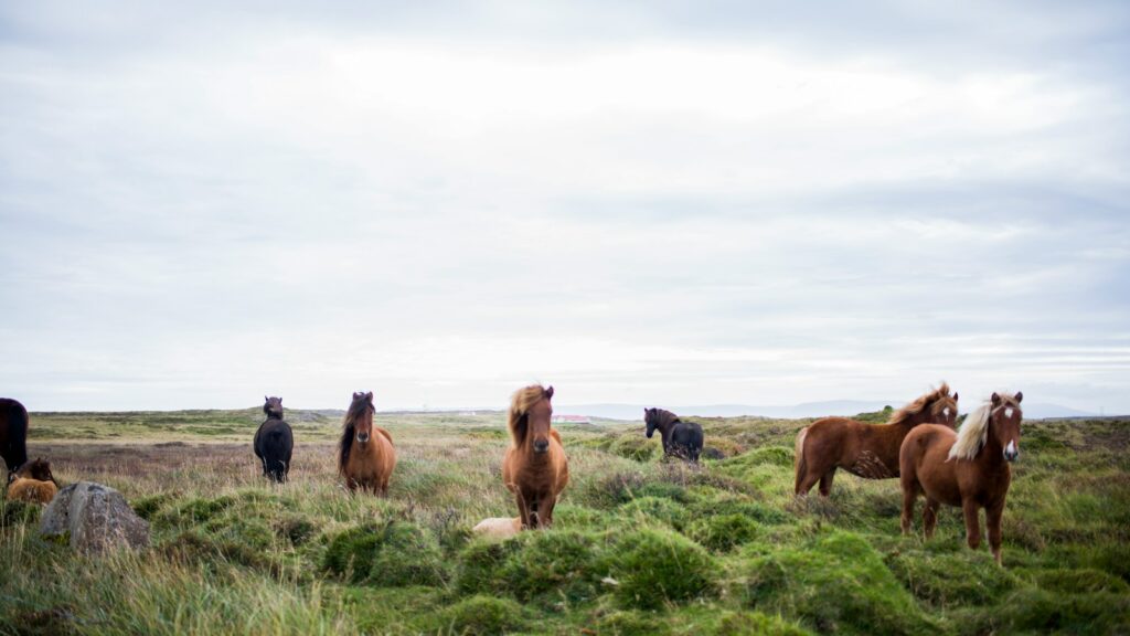 herd of horse on green grass