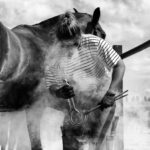 Grayscale photo of farrier by a horse