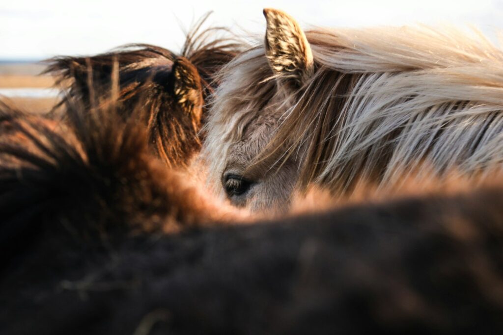 Gray and brown horse