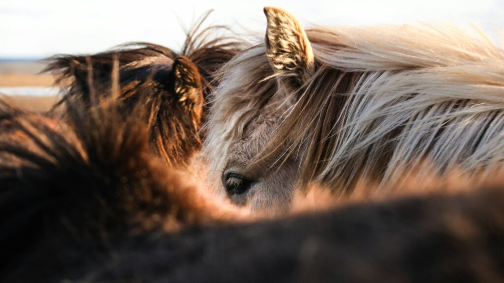 gray and brown animal