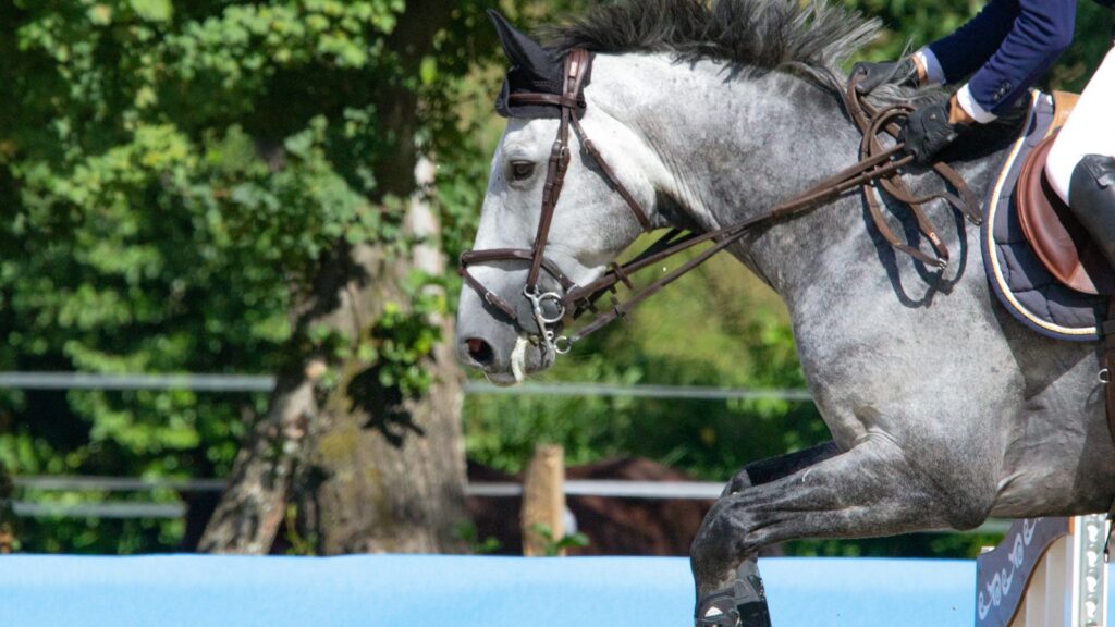 white horse on blue metal fence during daytime