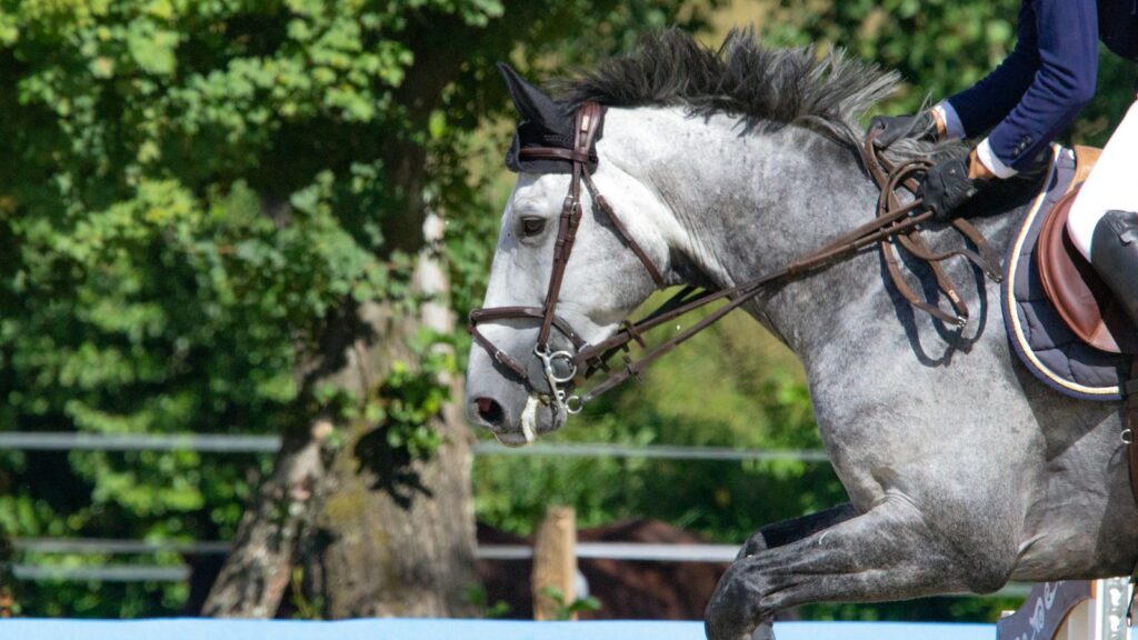 white horse on blue metal fence during daytime