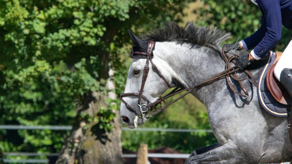 white horse on blue metal fence during daytime