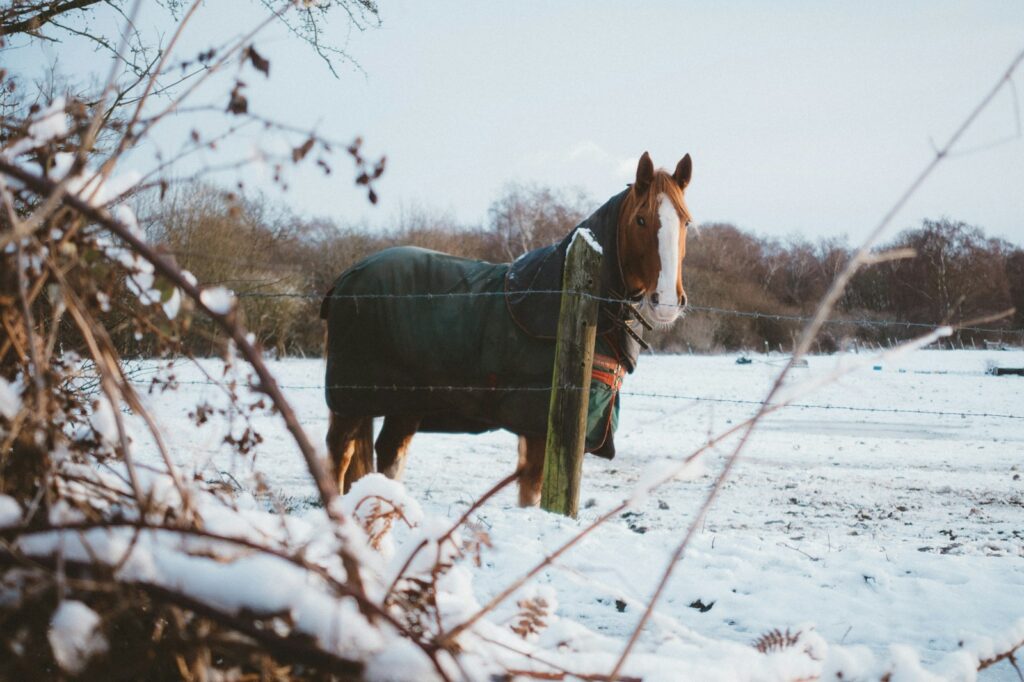 Brown horse during winter