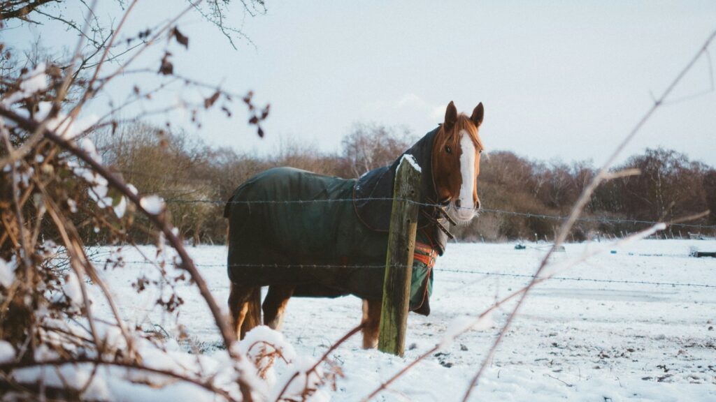 brown horse during winter