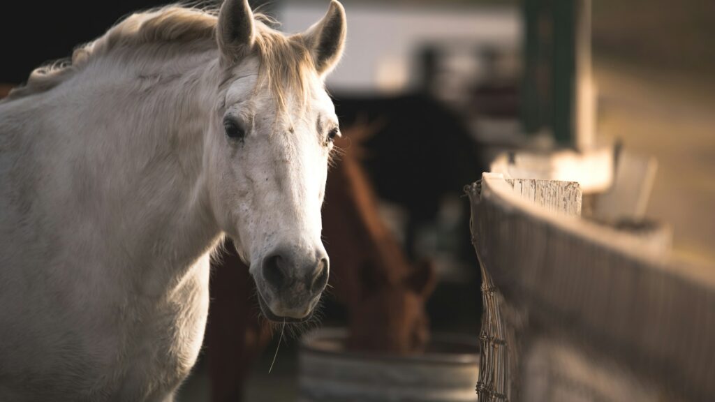 white horse