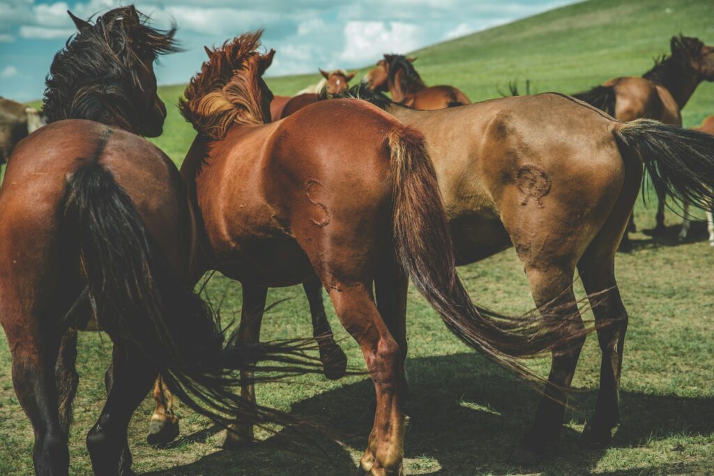 Herd of horses standing on plain field