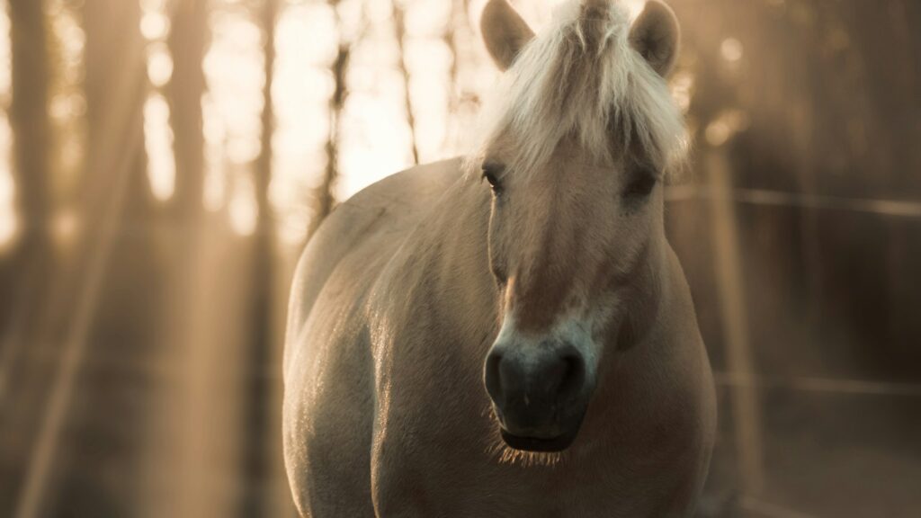 A white horse running through a wooded area