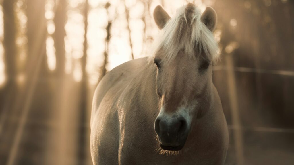 A white horse running through a wooded area