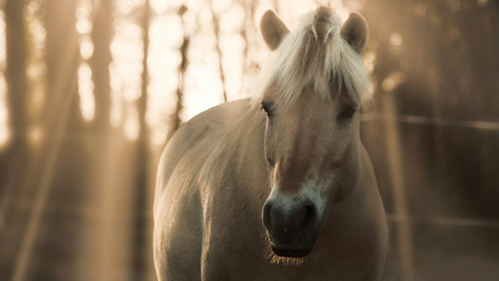 A white horse running through a wooded area